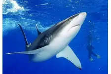 Köpek Balığı Kıkırdağı Hapı Kullanımı ve Faydaları Nelerdir?